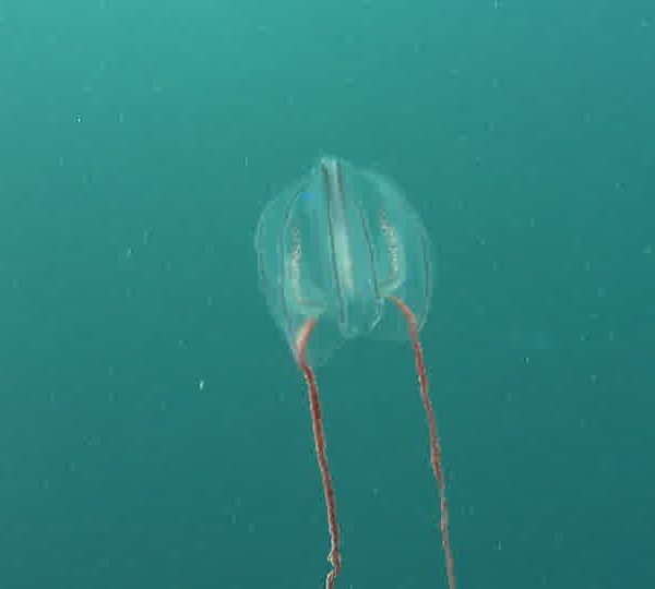 Ctenophore_sortie_de_champ.jpg