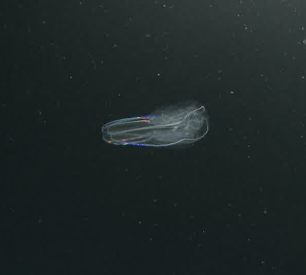 Ctenophore_tourne_et_clignote.jpg