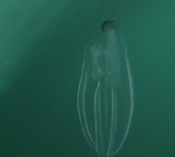 Ctenophore_tourne_gros_plan.jpg