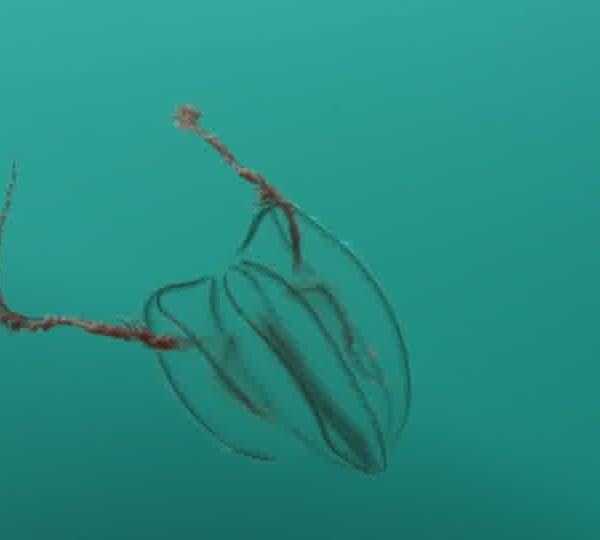 Ctenophore_tourne_plan_moyen.jpg