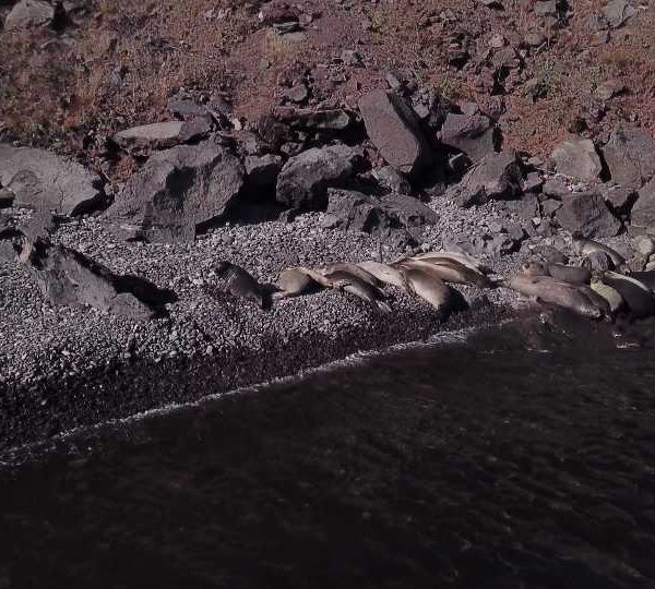 Otaries sur la plage, plan moyen