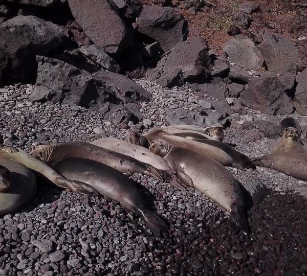 Otaries qui dorment sur la plage