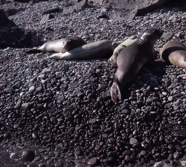 Otaries qui dorment sur la plage
