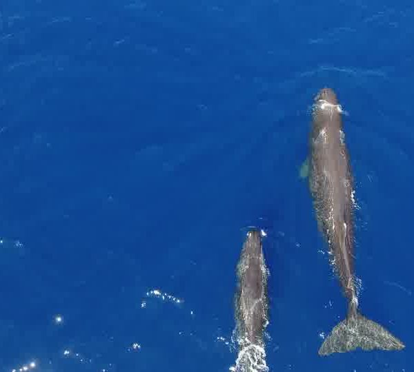 DJI_0005_Cachalots_femelle_avec_son_jeune_avancent.jpg