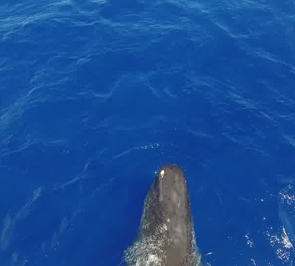 DJI_0023_Jeune_cachalot_traveliing_avant.jpg
