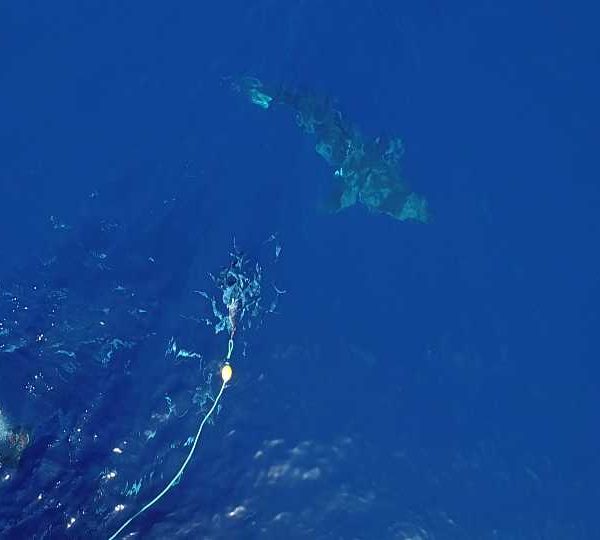 Requin Blanc tourne autour du bateau