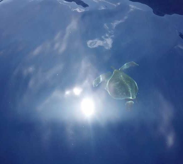 Tortue en surface, dans les reflets du soleil Tortue en surface, dans les reflets du soleil