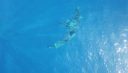 Drone cherche et trouve Requin en surface