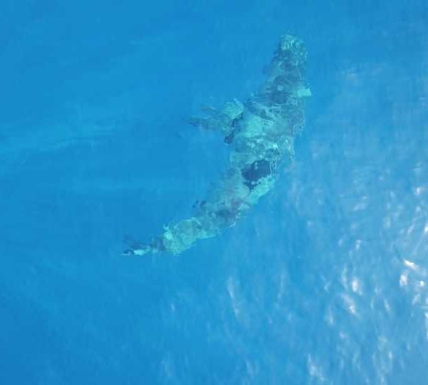 Drone cherche et trouve Requin en surface