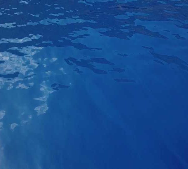 Drone cherche requin blanc en surface