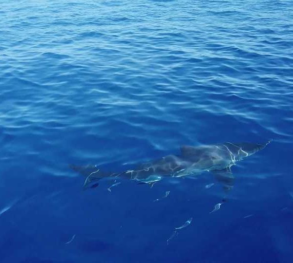 Drone avance vers bateau avec cage à Requin