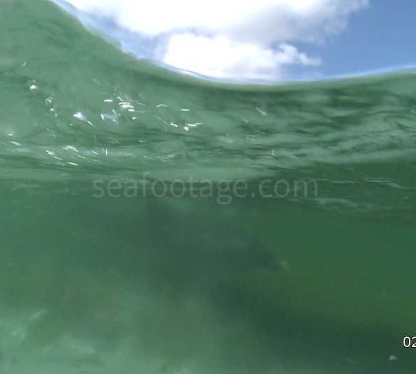 Dauphin_passe_devant_toruriste_sur_la_plage