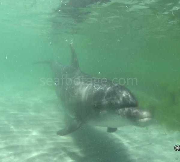 Dauphin_passe_devant_toruriste_sur_la_plage_2