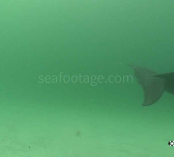 Dauphin_sur_fond_de_sable_vient_vers_camera