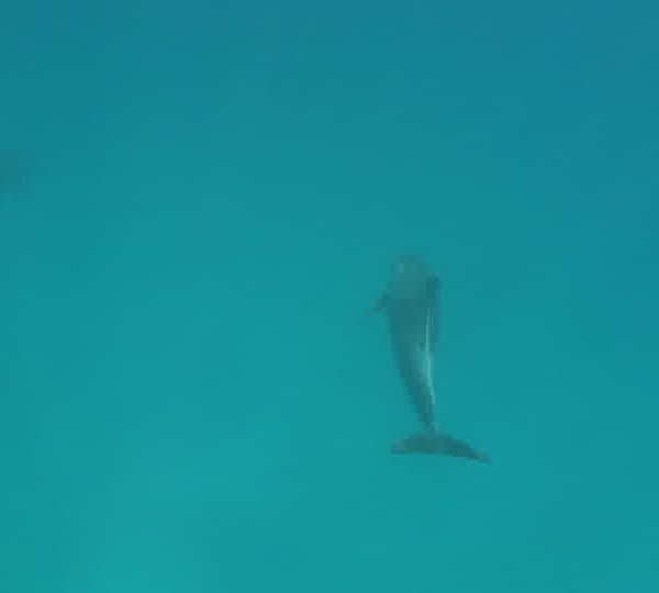 Dauphins_Tursiop_OK_Clip_dauphin.jpg