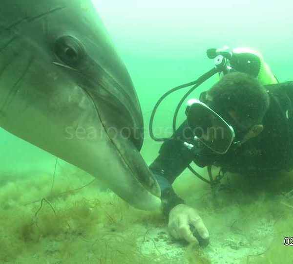 Dauphins_avec_plongeur_qui_tape_sur_cailloux_gros_plan.jpg