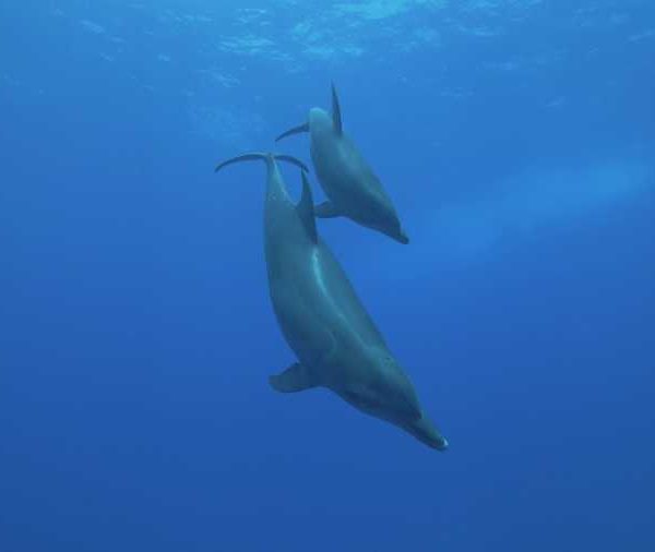 Dauphins_descendent_de_la_surface_vers_le_bleu