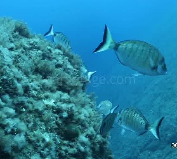 Diplodus_puntazzo