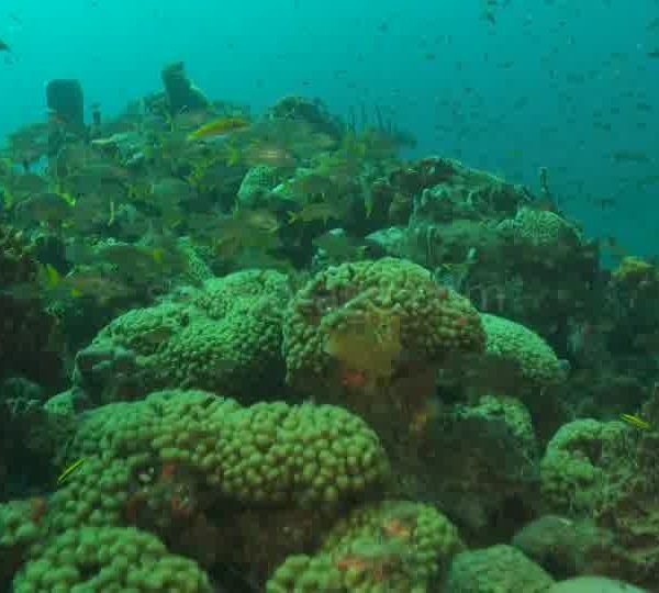 Eponges plusieur travelling avec plein de poisson dont ludjians