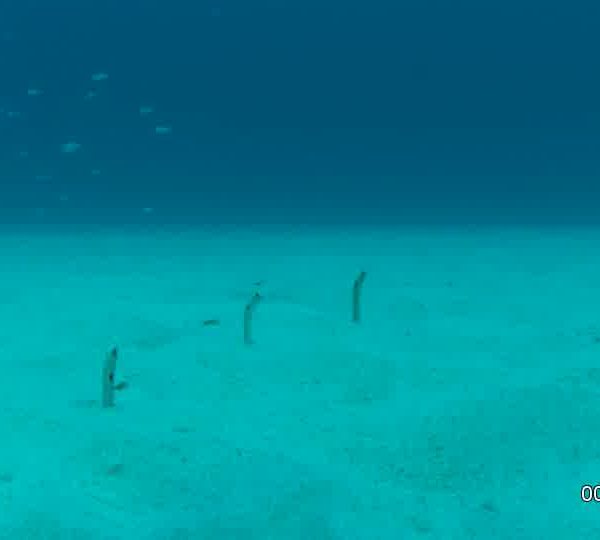 Eterocongres_avec_un_jet_qui_sort_du_sable