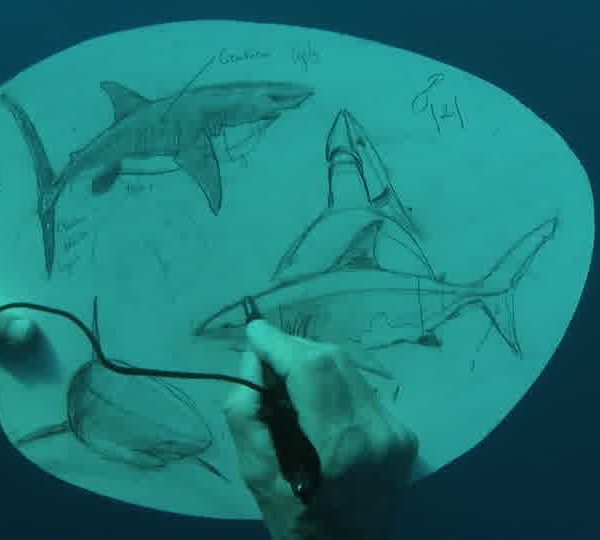 François_dessine__Requin_blanc