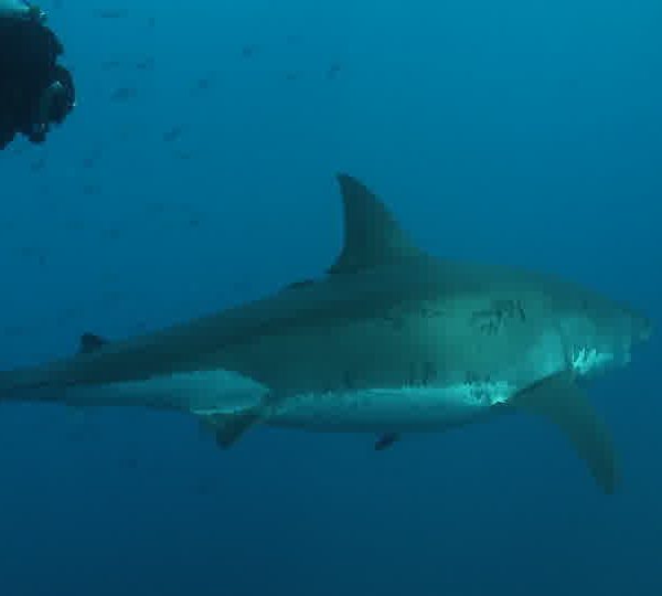 François_va_a_côte_du_Requin_blanc