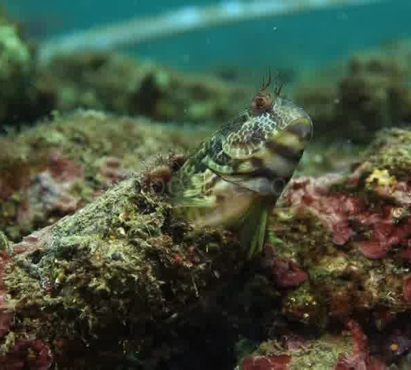 Gobbie_dans_tube