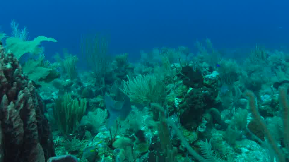 Grosse éponge et vivanaux BELIZE 4K - Seafootage
