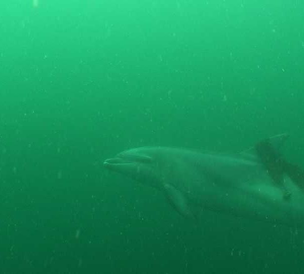 Grand_Dauphin_Tursiops_truncatus_13