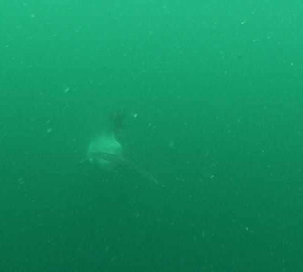 Grand_Dauphin_Tursiops_truncatus_15
