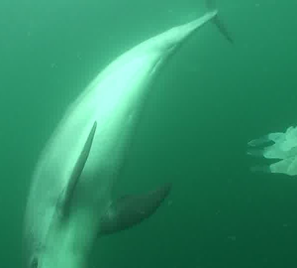 Grand_Dauphin_Tursiops_truncatus_2