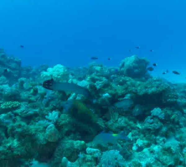 Gros_Poisson_Trompette_gris_avec_un_jaune_puis_part_et_attrappe_un_poisson_okokok