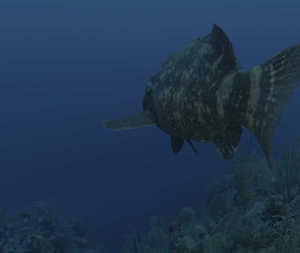 Gros_merou_nage_camera_le_suit_de_derriere_puis_fait_demi_tour_travelling_arriere++++ Gros_merou_nage_camera_le_suit_de_derriere_puis_fait_demi_tour_travelling_arriere++++