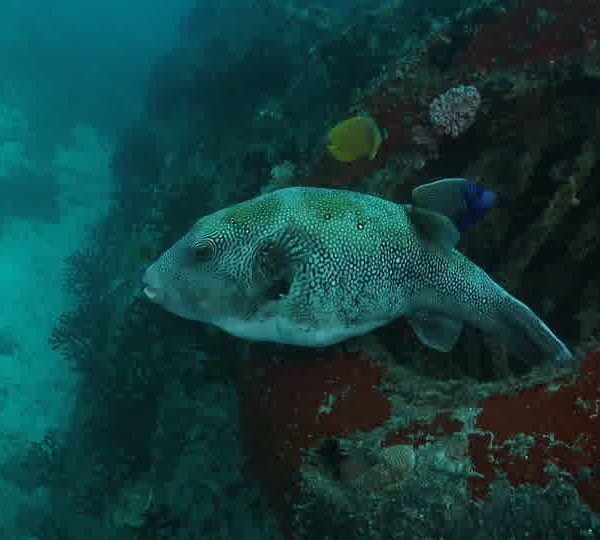 Gros_poisson_coffre_dans_pneu_vu_de_cote.jpg