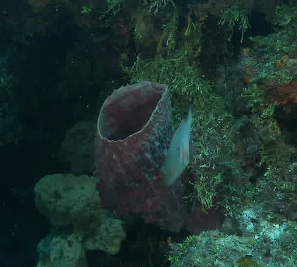 Grosse_eponge_violette_avec_deux_poissons_perroquets.jpg