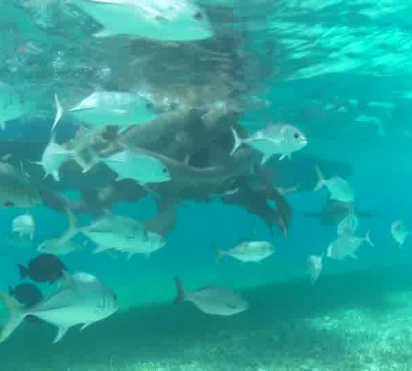 Groupe_de_requin_nourrice_colle_au_bateau_pour_manger