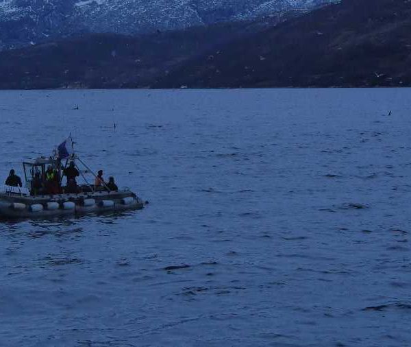 Bateau avec plongeurs entourés d’Orques