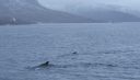 Orques en surface, norvège