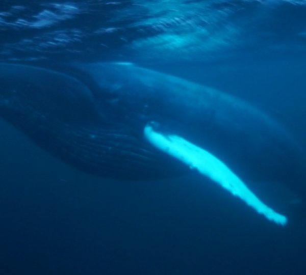 Humpback-whale-amazing-feeding