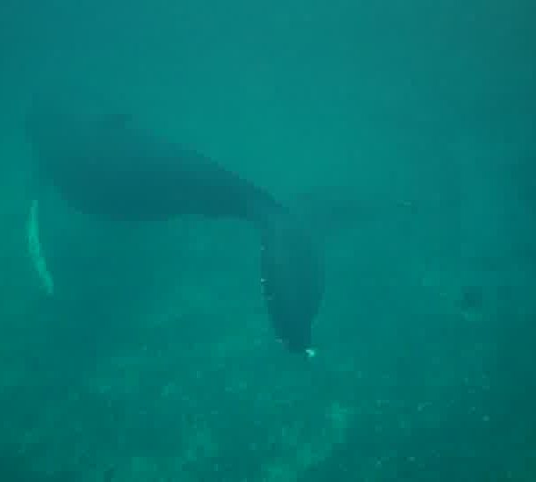 Humpback-whale-baleine-a-bosses-rushes