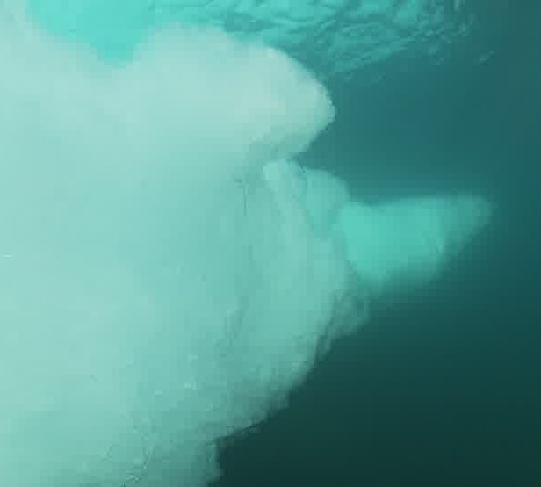 Iceberg_travelling_de_cote.jpg