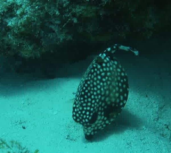 Jeune_poisson_coffre_mange_dans_sable.jpg