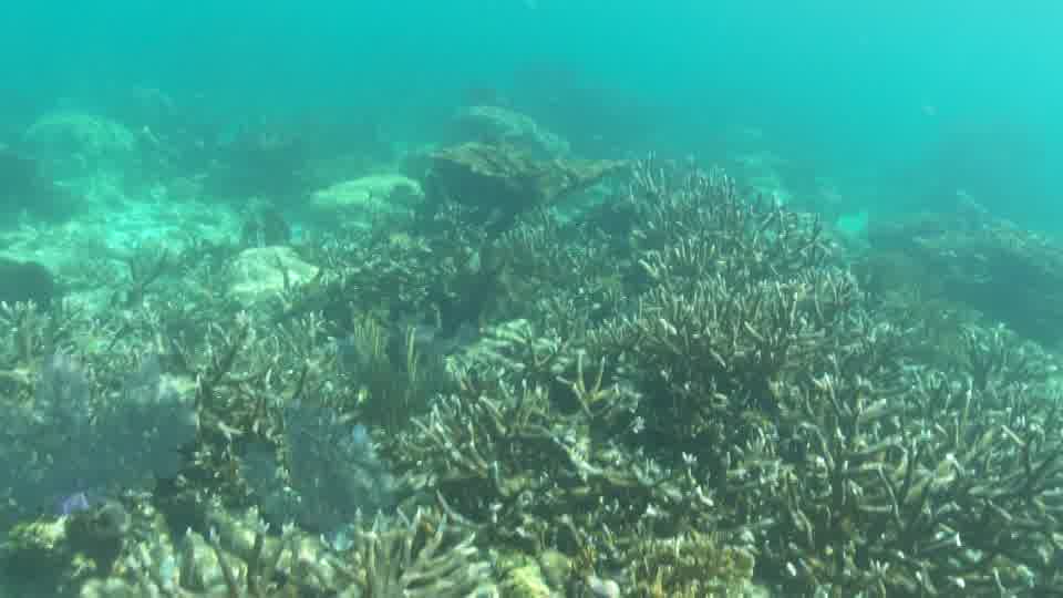 Grosse éponge et vivanaux BELIZE 4K - Seafootage