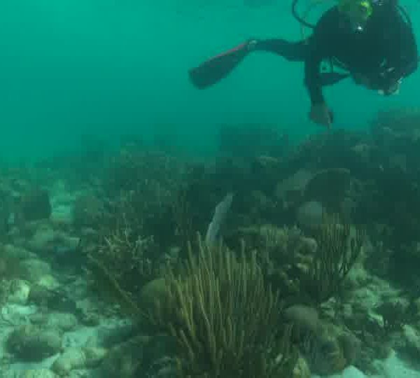 Joli_corail_avec_plein_de_poissons_dedansokokok