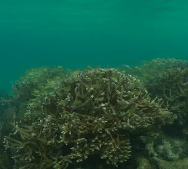 Joli_corail_avec_poissons