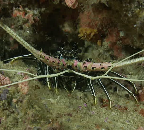 Langouste_bouge_ses_pattes_plan_large.jpg