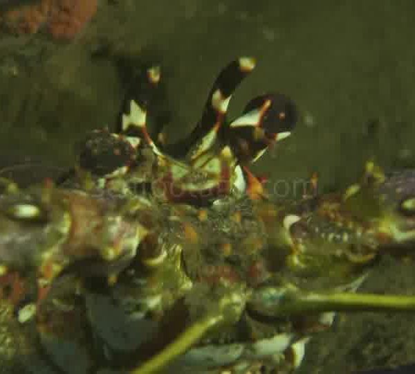 Langoustes gros plan yeux et zoom arriere