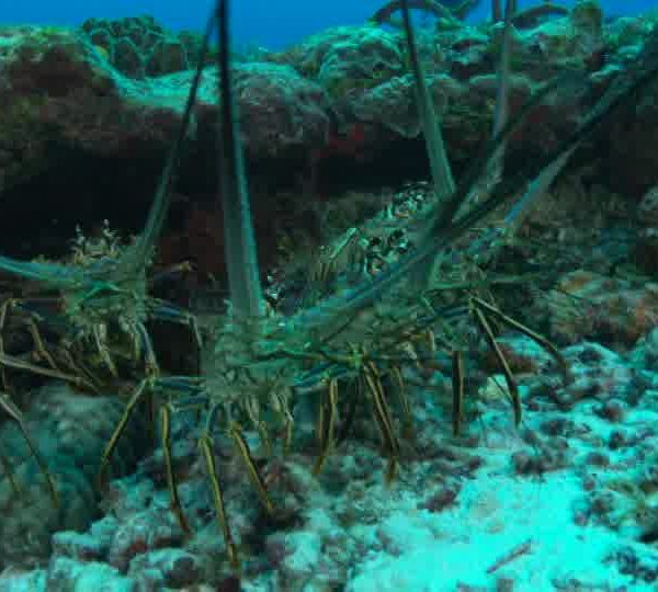 Langoustes_groupe