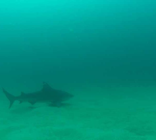 MCB_2_requins_bouledogue_nage_sur_Heterocongres_et_un_fait_demi_tour.jpg