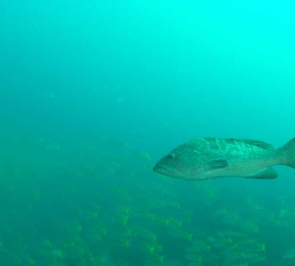 MCB_Merou_passe_devant_camera_et_part